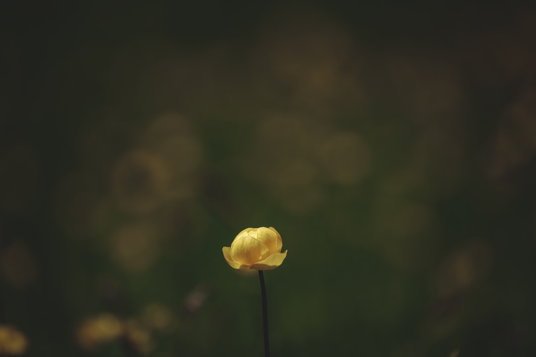 Photo minunat-o